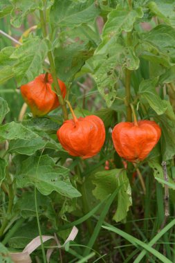 Kış kirazı (Çin fener bitkisi) / Solanaceae bitkisi.