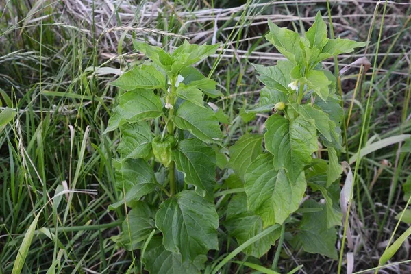 Winterkirsche Chinesische Laternenpflanze Solanaceae Pflanze — Stockfoto