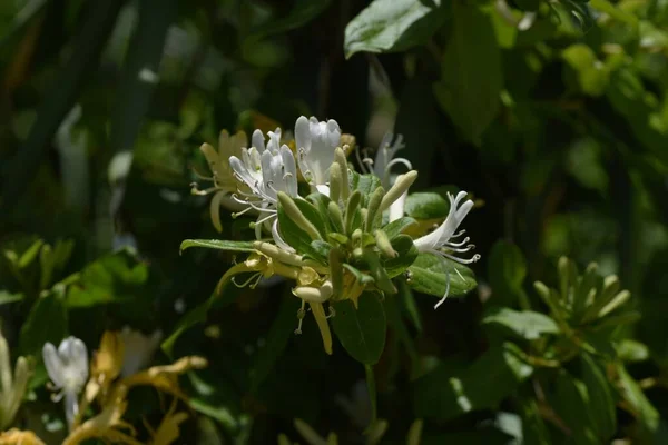 Zoete Geur Japanse Kamperfoelie Caprifoliaceae Evergreen Vine — Stockfoto