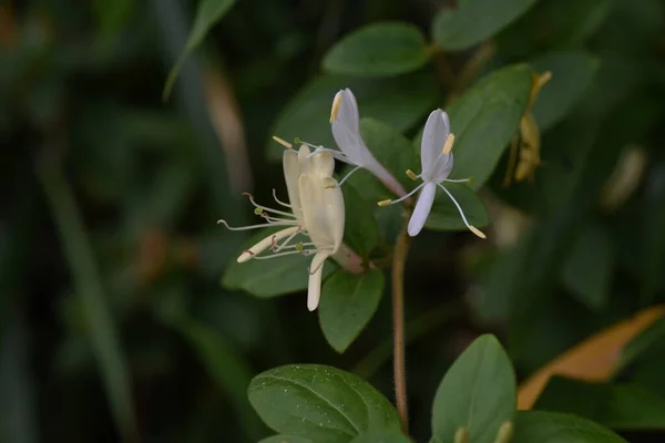 Dulce Olor Flor Madreselva Japonesa Caprifoliaceae Siempreverde Vid —  Fotos de Stock