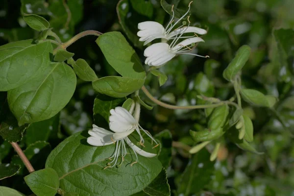 Odeur Douce Fleur Chèvrefeuille Japonaise Caprifoliaceae Vigne Feuilles Persistantes — Photo