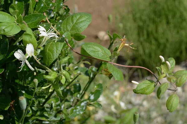 Zoete Geur Japanse Kamperfoelie Caprifoliaceae Evergreen Vine — Stockfoto