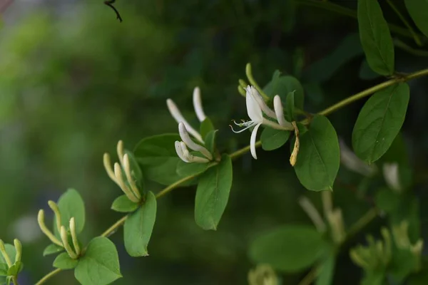 Söt Doft Japansk Kaprifol Caprifoliaceae Evergreen Vine — Stockfoto