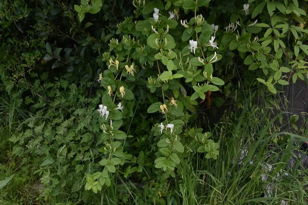 Cheiro Doce Flor Madressilva Japonesa Videira Perene Caprifoliaceae — Fotografia de Stock