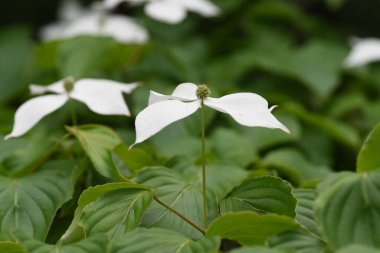 Cornus kousa, Cornaceae bitkisel yeşil bir ağaçtır ve bir sokak ağacı, bahçe ağacı ve park ağacı olarak kullanılır..
