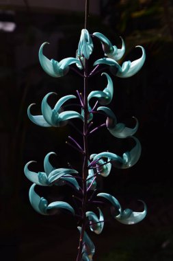 Nesli tükenmekte olan bitki 