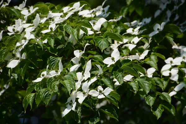 Cornus Kousa Cornaceae Evergreen Tree Used Street Tree Garden Tree — Stock Photo, Image