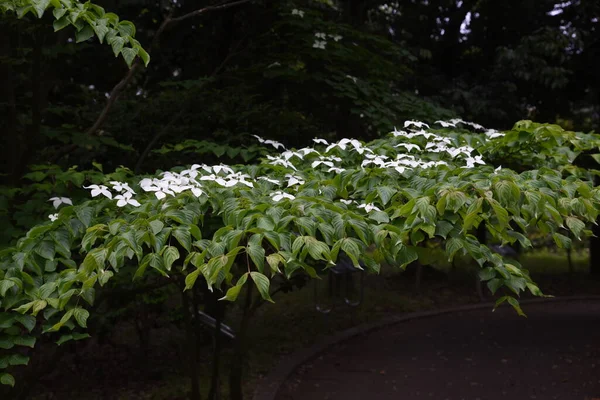 科努斯 库萨是一种乔木科常绿树 在夏初被用作街道树 花园树和公园树 — 图库照片