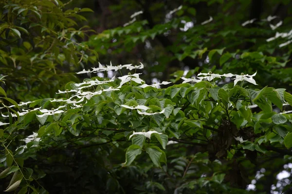 Cornus Kousa Jest Cornaceae Wiecznie Zielone Drzewo Jest Używany Jako — Zdjęcie stockowe