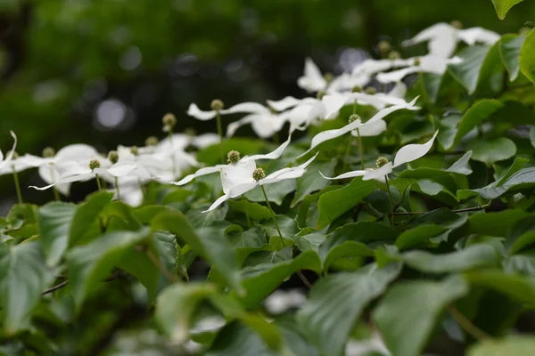 Cornus Kousa Cornaceae Evergreen Tree Used Street Tree Garden Tree — Stock Photo, Image