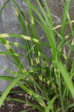 Zebra otu uzun ömürlü bir Poaceae otudur ve süs otudur..