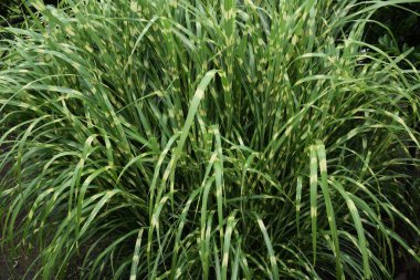Zebra otu uzun ömürlü bir Poaceae otudur ve süs otudur..