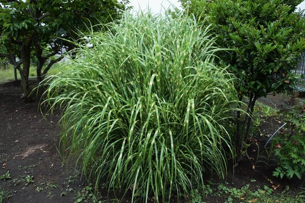 Erba Zebra Una Poaceae Perenne Erba Pampas Ornamentale — Foto Stock