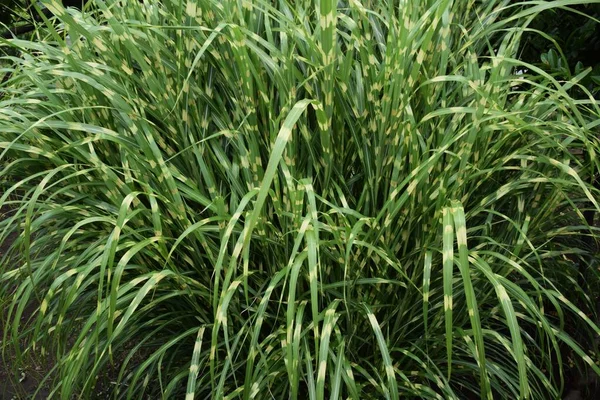 Herbe Zébrée Est Une Plante Vivace Poaceae Est Une Herbe — Photo