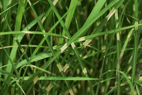 Zebra Grass Poaceae Perennial Ornamental Pampas Grass — Stock Photo, Image