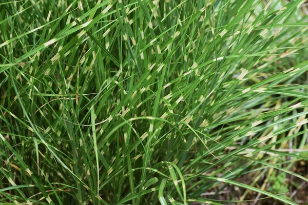 Herbe Zébrée Est Une Plante Vivace Poaceae Est Une Herbe — Photo