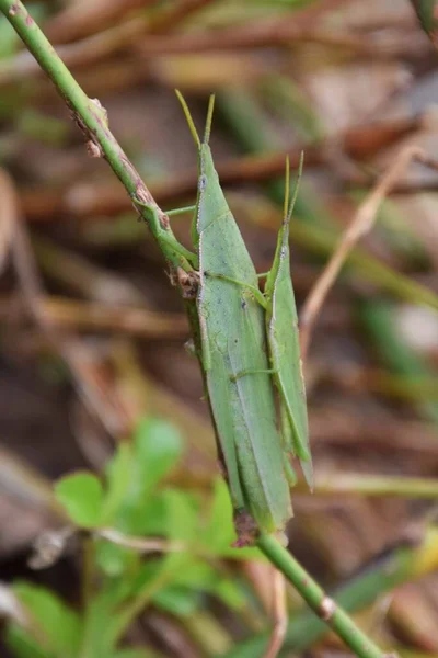 Atractomorpha Lata Grasshopper Habit Male Riding Back Female — Stock Photo, Image