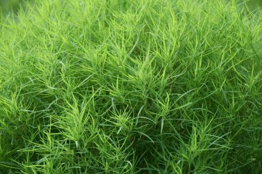 Bassia scoparia / Amaranthaceae yıllık bitkisi. Hem yenilebilir hem de tıbbi bir bitki..