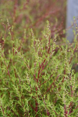 Bassia scoparia / Amaranthaceae yıllık bitkisi. Hem yenilebilir hem de tıbbi bir bitki..