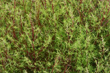 Bassia scoparia / Amaranthaceae yıllık bitkisi. Hem yenilebilir hem de tıbbi bir bitki..