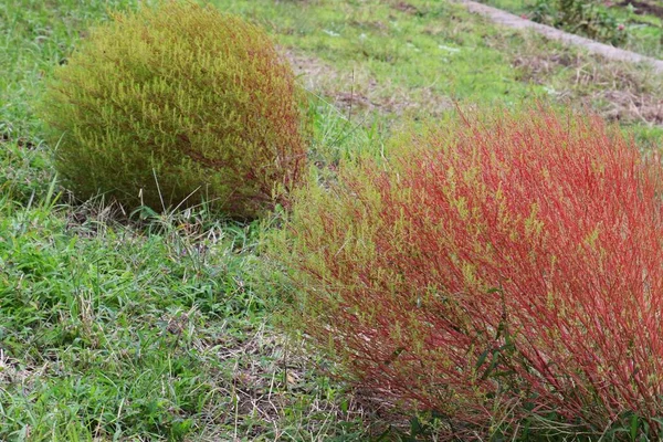 Bassia Scoparia Amaranthaceae Yıllık Bitkisi Hem Yenilebilir Hem Tıbbi Bir — Stok fotoğraf