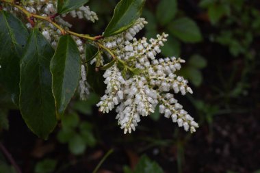 Leucothoe Fontanesiana / Köpek Topallaması / Leucothoe Catesbaei