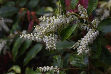 Leucothoe Fontanesiana / Köpek Topallaması / Leucothoe Catesbaei