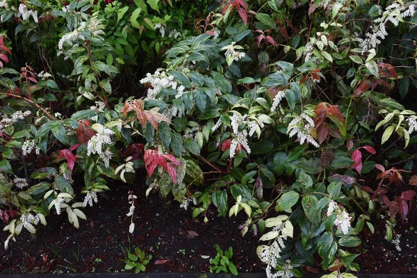 Leucothoe Fontanesiana / Köpek Topallaması / Leucothoe Catesbaei