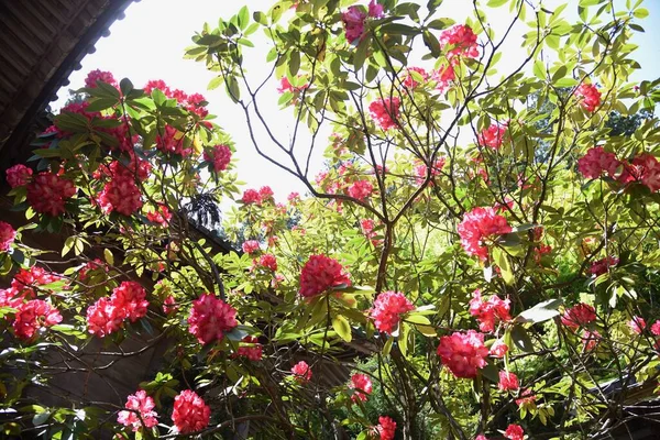Rododendronovy Květiny Jsou Plném Rozkvětu Okrscích Japonského Chrámu — Stock fotografie