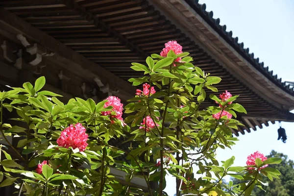 Les Fleurs Rhododendron Sont Pleine Floraison Dans Enceinte Temple Japonais — Photo