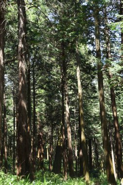 Japonya 'nın güzel doğal manzarası. Cedar Bulvarı.