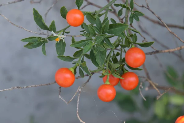 Cereza Jerusalén Cereza Navidad Solanaceae Arbusto Siempreverde Plantas Tóxicas — Foto de Stock