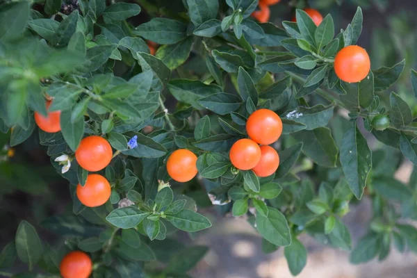 Иерусалимская Вишня Рождественская Вишня Solanaceae Evergreen Shrub Токсичные Растения — стоковое фото