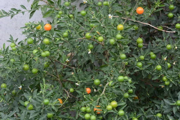 Gerusalemme Ciliegia Ciliegia Natale Arbusto Sempreverde Delle Solanaceae Piante Tossiche — Foto Stock