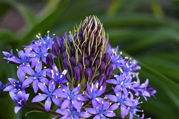 Cuban Lily Scilla Peruviana Asparagaceae Perennnial Plant — Stock Photo, Image