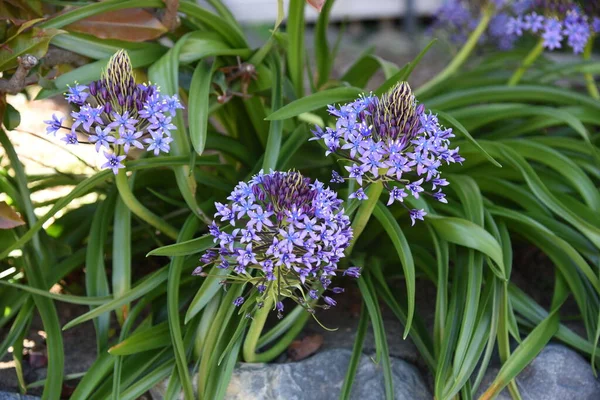 Cuban Lily Scilla Peruviana Asparagaceae Perennnial Plant — Stock Photo, Image