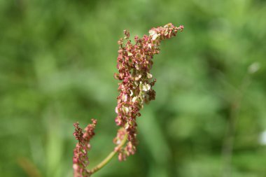 Rumex asetosa çiçekleri yaygın bir kuş. Polygonaceae daimi bitkisi. Yenilebilir ve tıbbi bitkiler.