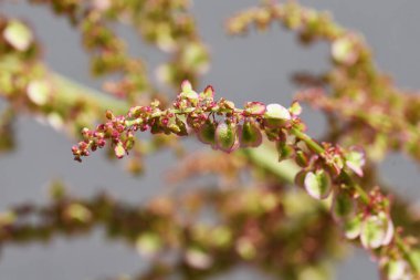 Rumex asetosa çiçekleri yaygın bir kuş. Polygonaceae daimi bitkisi. Yenilebilir ve tıbbi bitkiler.