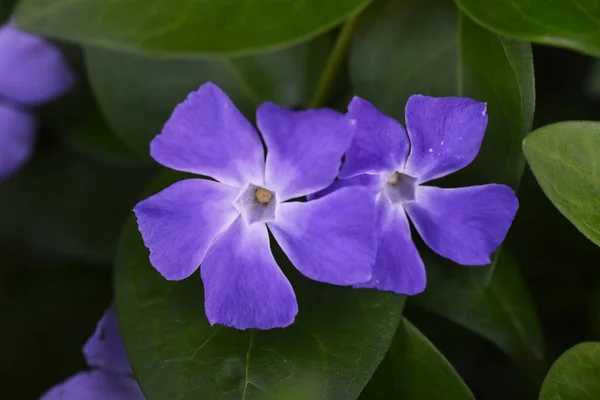 Vinca Nagy Virágok Apocynaceae Örökzöld Szőlőültetvény — Stock Fotó