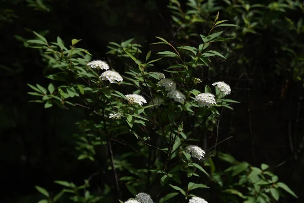 Reeves Spirea Spiraea Cantoniensis Blüht Rosaceae Laubbaum — Stockfoto