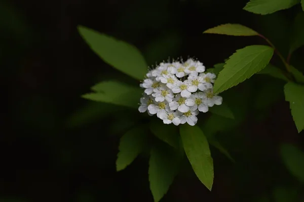 Reeves Spirea Spiraea Cantoniensis Flores Rosaceae Arbusto Caduco — Fotografia de Stock