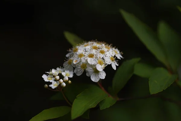 Reeves Spirea Spiraea Cantoniensis Virágok Rosaceae Lombhullató Cserje — Stock Fotó