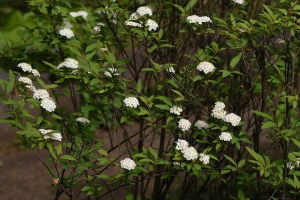 Reeves Spirea Spiraea Cantoniensis Flowers Rosaceae Deciduous Shrub — Stock Photo, Image