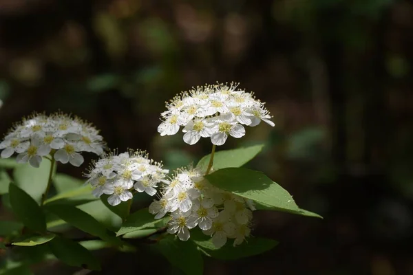 Revar Spirea Spiraea Cantoniensis Blommor Rosaceae Lövbuske — Stockfoto