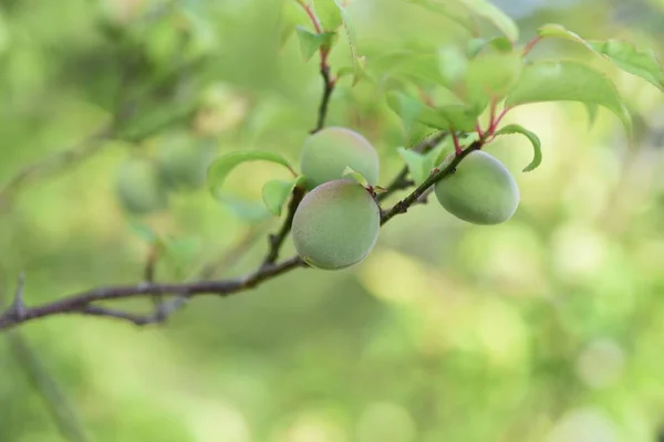 Frutas Albaricoque Japonesas Utiliza Principalmente Para Ciruela Vinagre Vino Ciruela —  Fotos de Stock