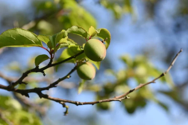 Frutas Damasco Japonesas Usado Principalmente Para Ameixa Conserva Vinho Ameixa — Fotografia de Stock