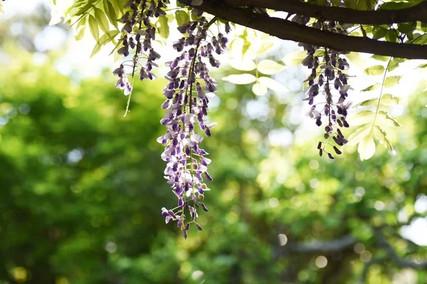 Wisteria flowers in full bloom on the wisteria shelf in a Japanese-style garden.