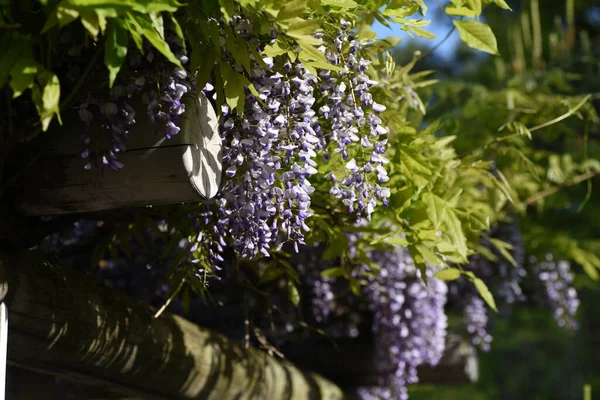 Wisteria flowers in full bloom on the wisteria shelf in a Japanese-style garden.