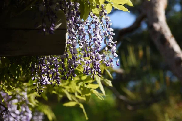 Wisteria flowers in full bloom on the wisteria shelf in a Japanese-style garden.