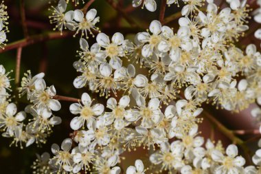 Japon fotinyası çiçek açar. Güller her zaman yeşil.